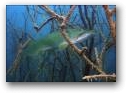 Подводное укрытие щуки на охоте  &raquo; Click to zoom ->