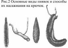 Пиявка - отличая наживка. Как легко добыть пиявку. - YouTube