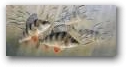   &raquo; Click to zoom ->