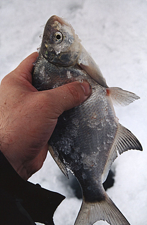 плотва на мормышку