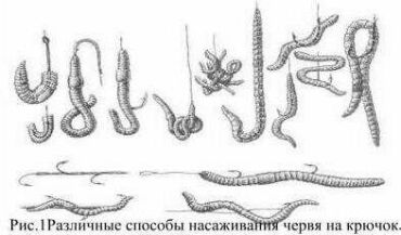 Различные способы насаживания червя на крючок