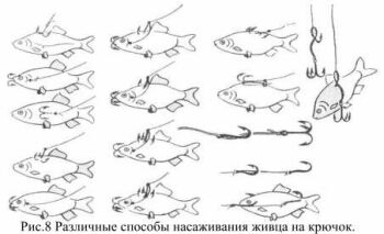 Различные способы насаживания червя на крючок