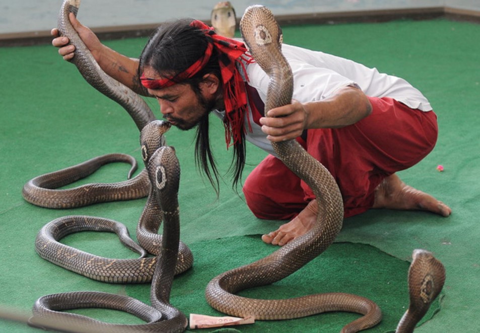 Змеиная ферма в Паттайе (Snake Farm Pattaya)