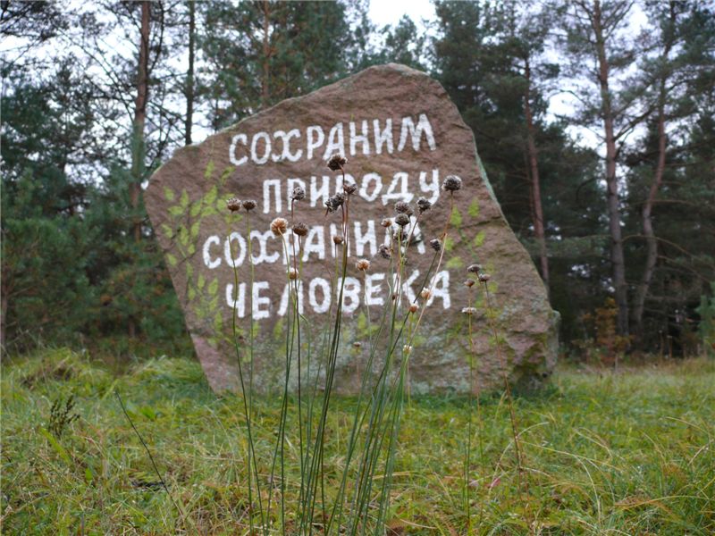 Лесной билборд.