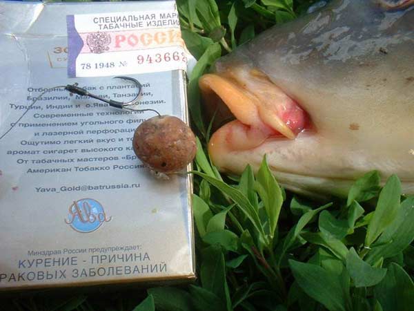 Карп и бойлы