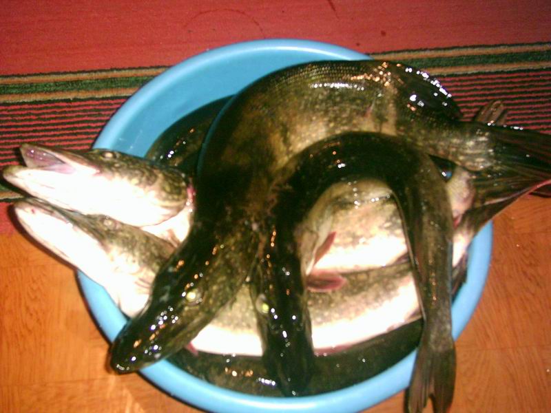 щуки